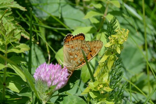 Argynnis  adippe o niobe ?